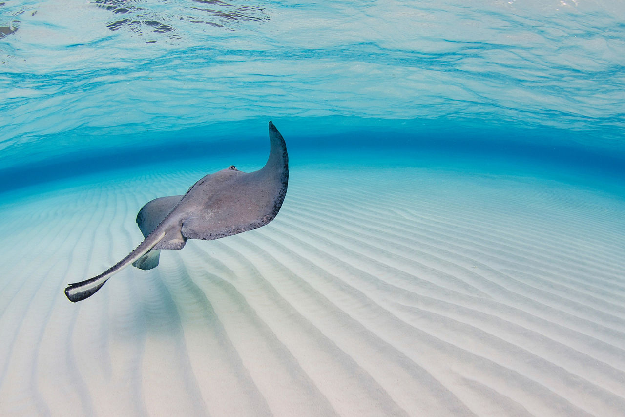 Grand Cayman Sting Ray Under Water