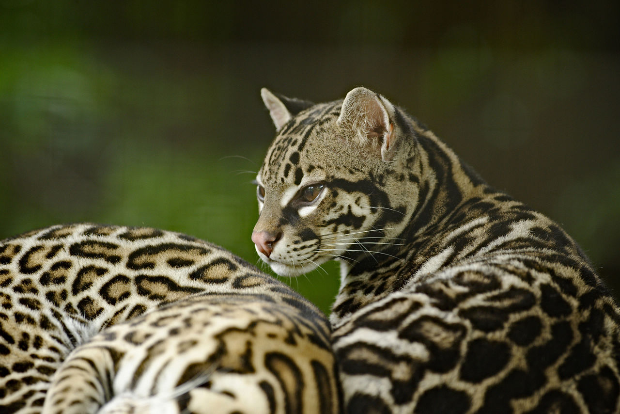 You might just spot an ocelot as you journey to La Paz Waterfall Gardens. 