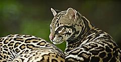 You might just spot an ocelot as you journey to La Paz Waterfall Gardens. 