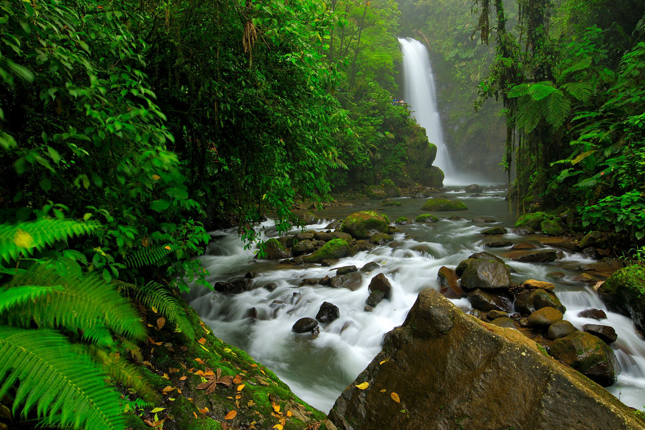 The waterfalls at La Paz Waterfall Gardens are surrounded by majestic ferns.