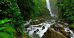 The waterfalls at La Paz Waterfall Gardens are surrounded by majestic ferns.