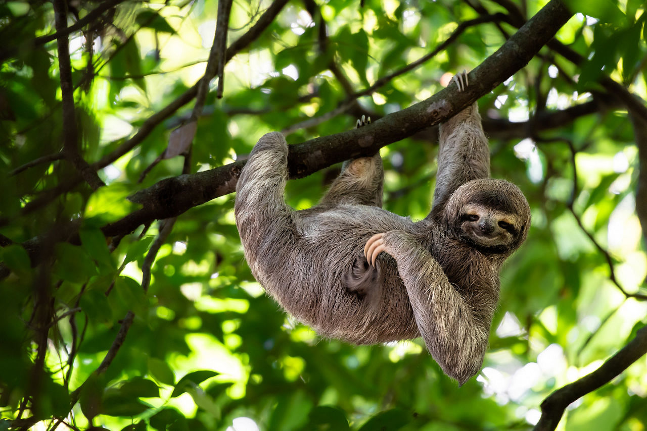 Hang out with sloths in Veragua Rainforest. 