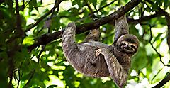 Hang out with sloths in Veragua Rainforest. 