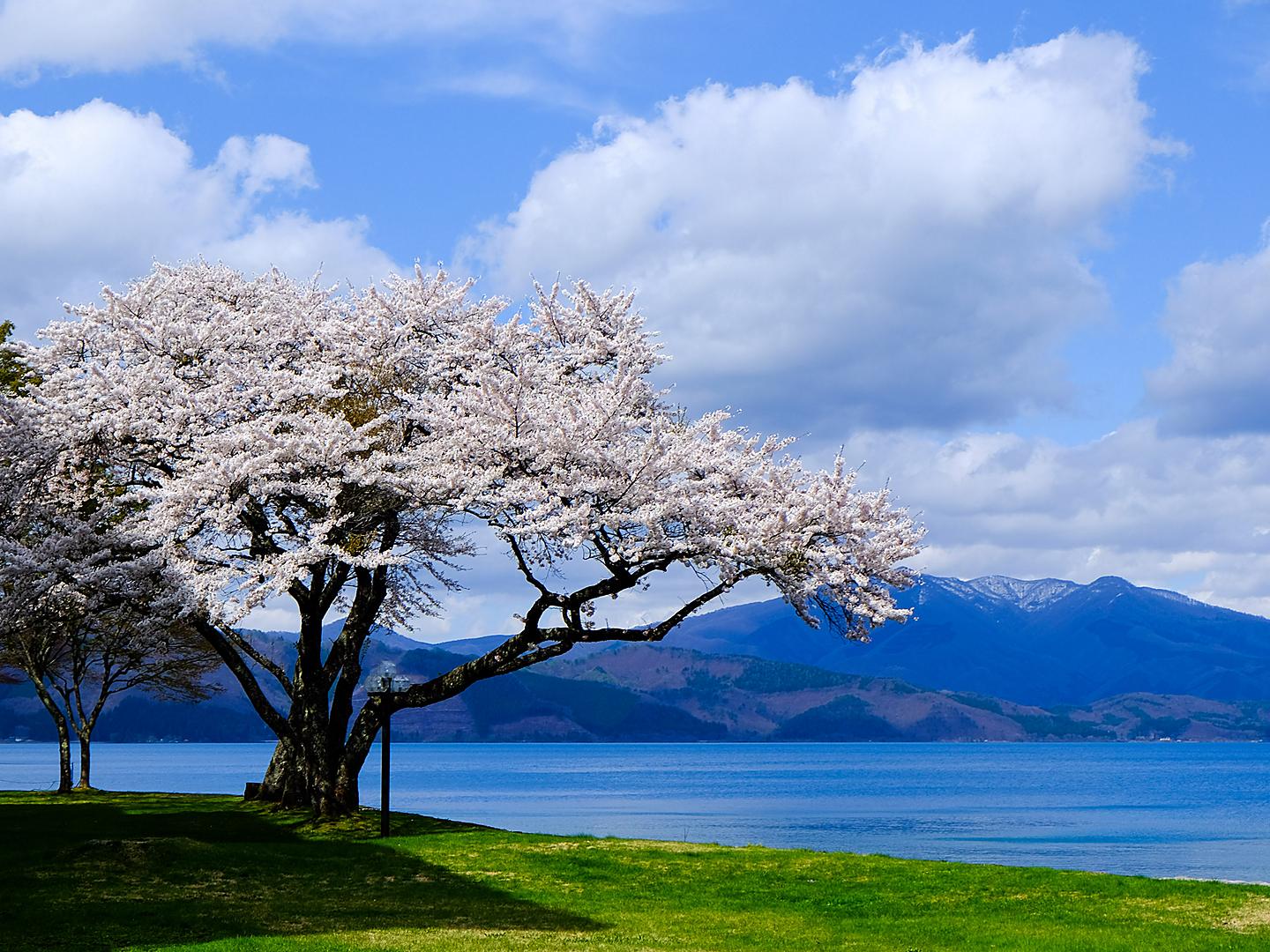 Japan Akita Sakura Tree Cherry Blossom