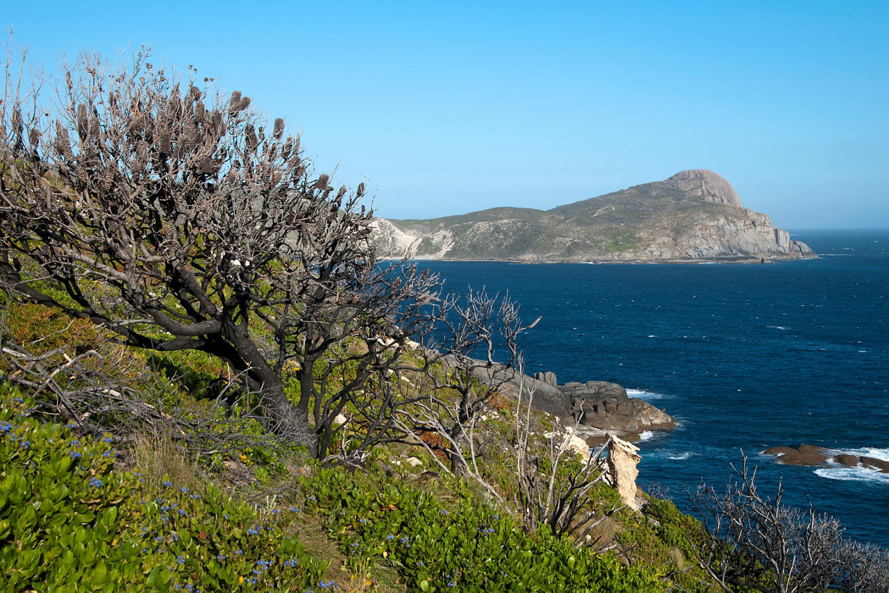 Albany Australia, coastal view to headland with bankisa tree covered in cones