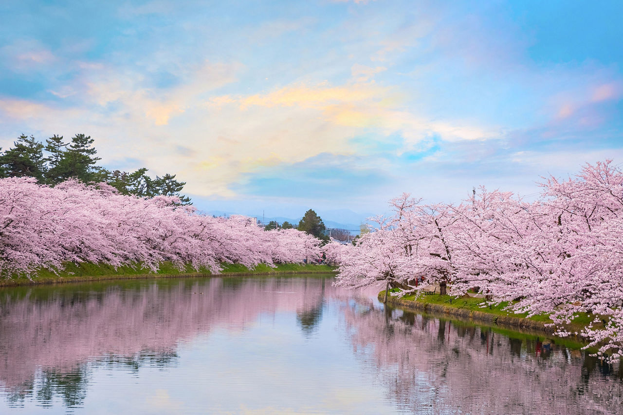 Aomori Japan Cherry Blossom