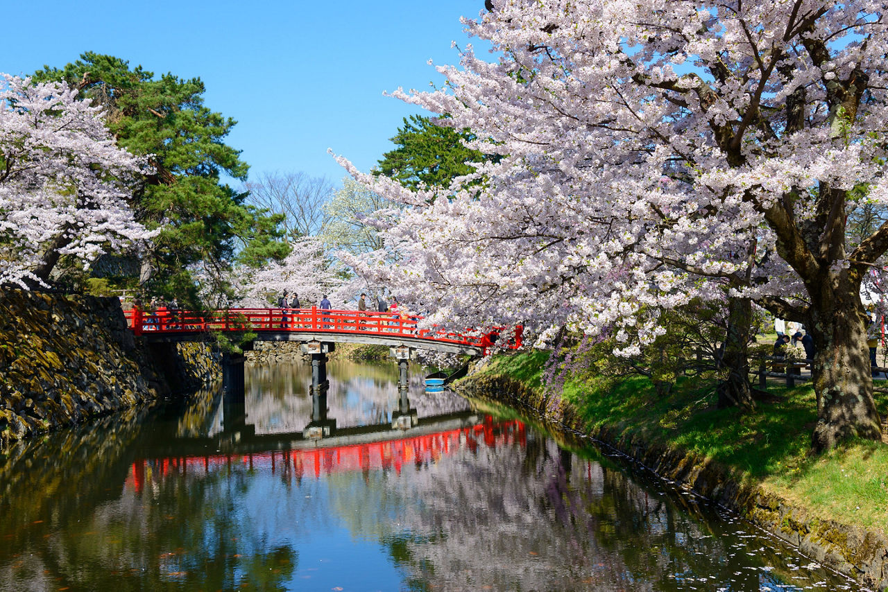 Aomori Japan Hirosaki Castle with Full Bloom of Cherry Blossoms