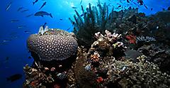 Cairns, Australia Great Barrier Reef Underwater Snorkeling