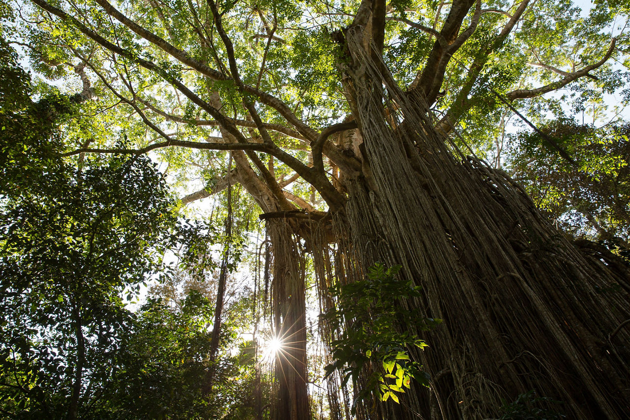 Cairns, Australia Curtain Fig Tree