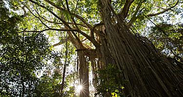 Cairns, Australia Curtain Fig Tree