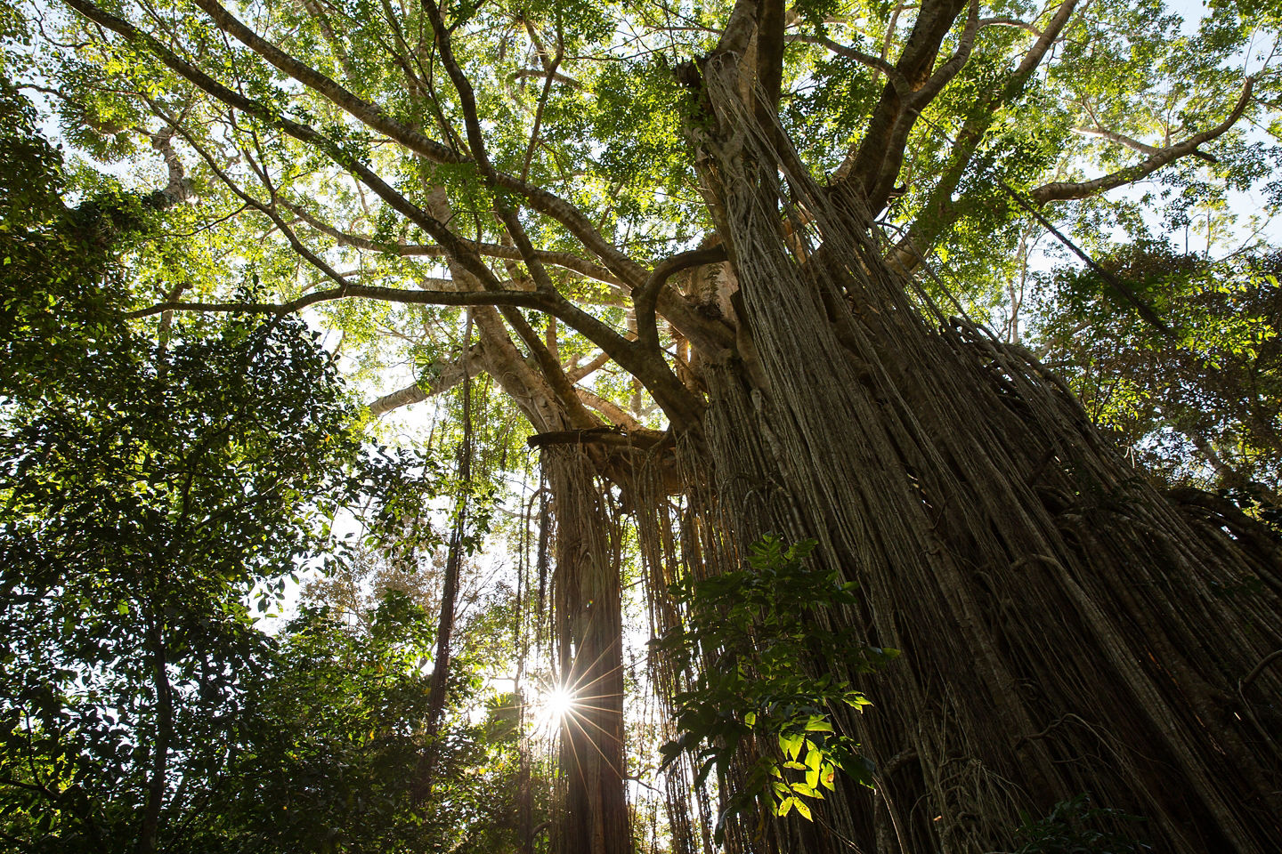 Sunlight filters through massive Curtain Fig Tree. - Cairns (Yorkeys Knob), Australia