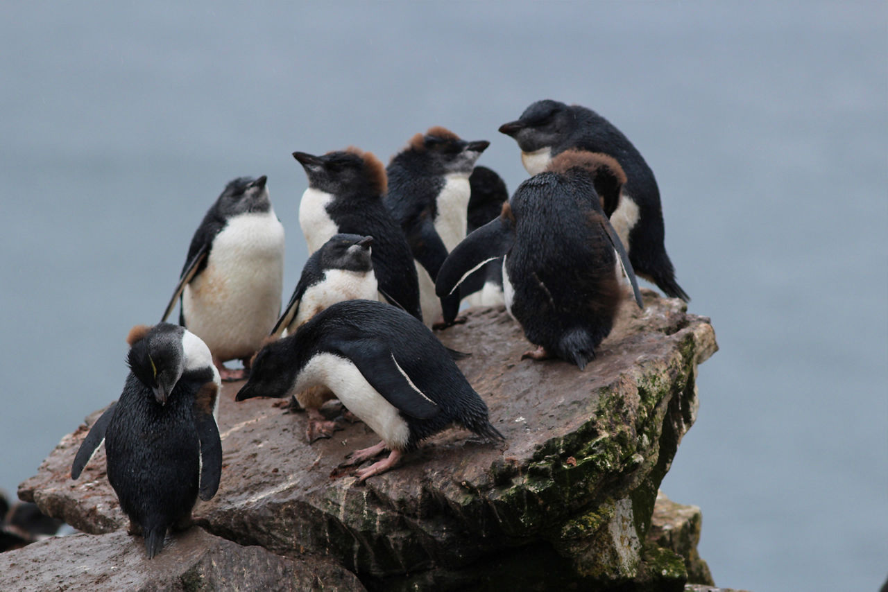 Rockhopper penguins in Cape Horn, Chile