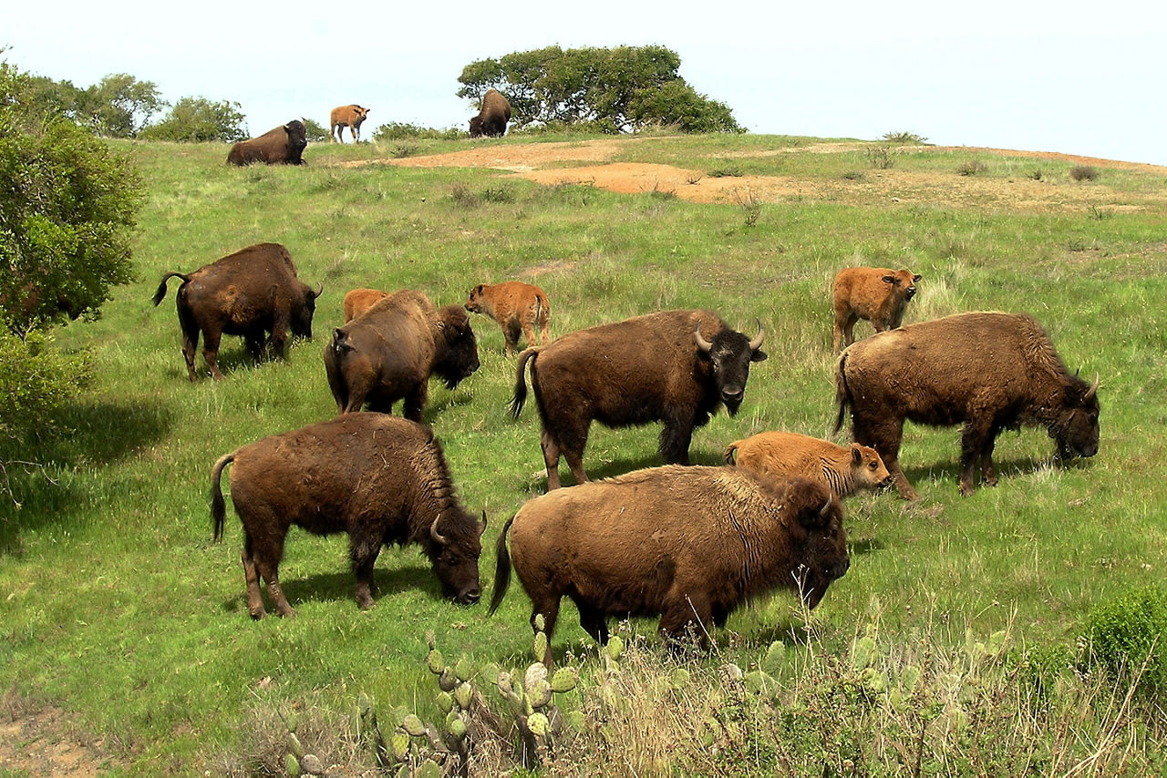 Bison herd seen while on a wildlife tour. Catalina Island, California.