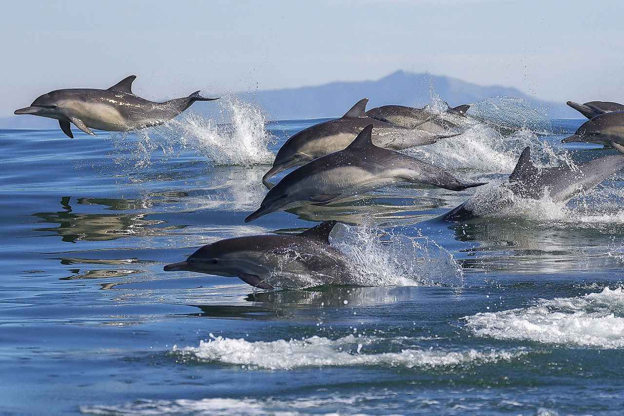 Dolphins leap out of the water in Monterey Bay. Catalina Island, California.