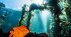 Tropical fish viewing while scuba diving. Catalina Island, California.