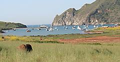 View of Two Harbors with Bison and boats in the background. Catalina Island, California.