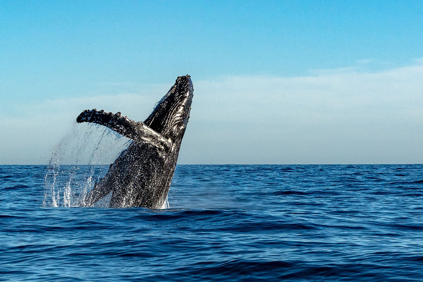 Humpback whale splashing out of the water. - Eden, Australia