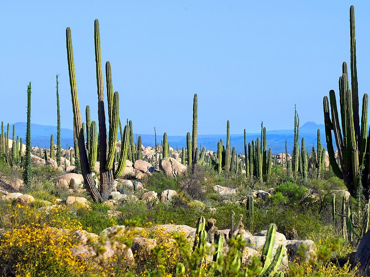 Ensenada Mexico Cactus Valley Baja California