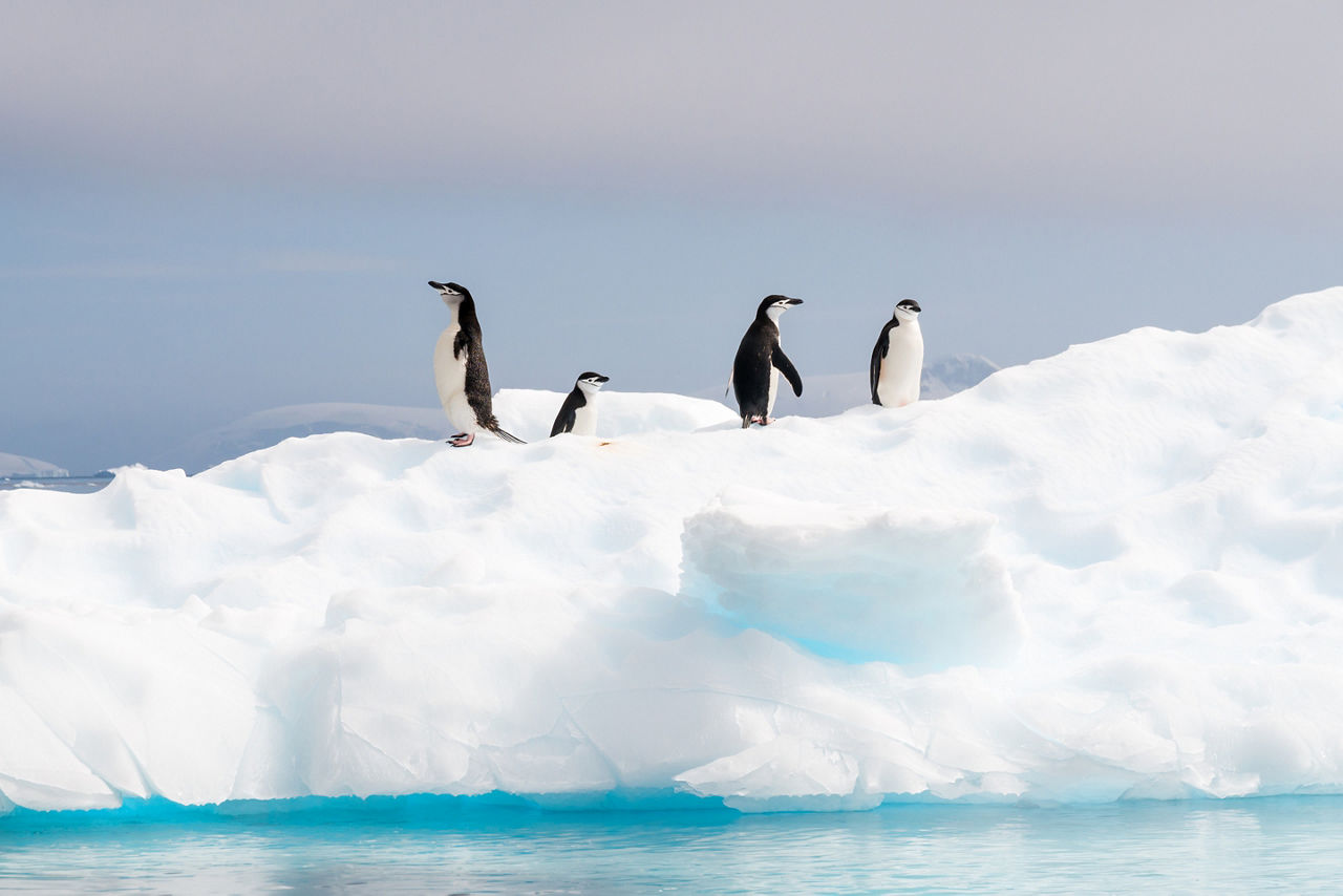 Catch a glimpse of the world of penguins. 