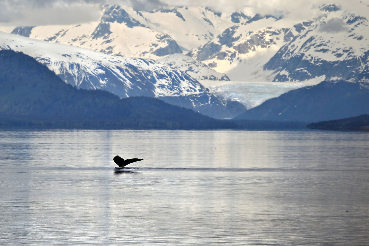 Alaska Humpback Whale Tail