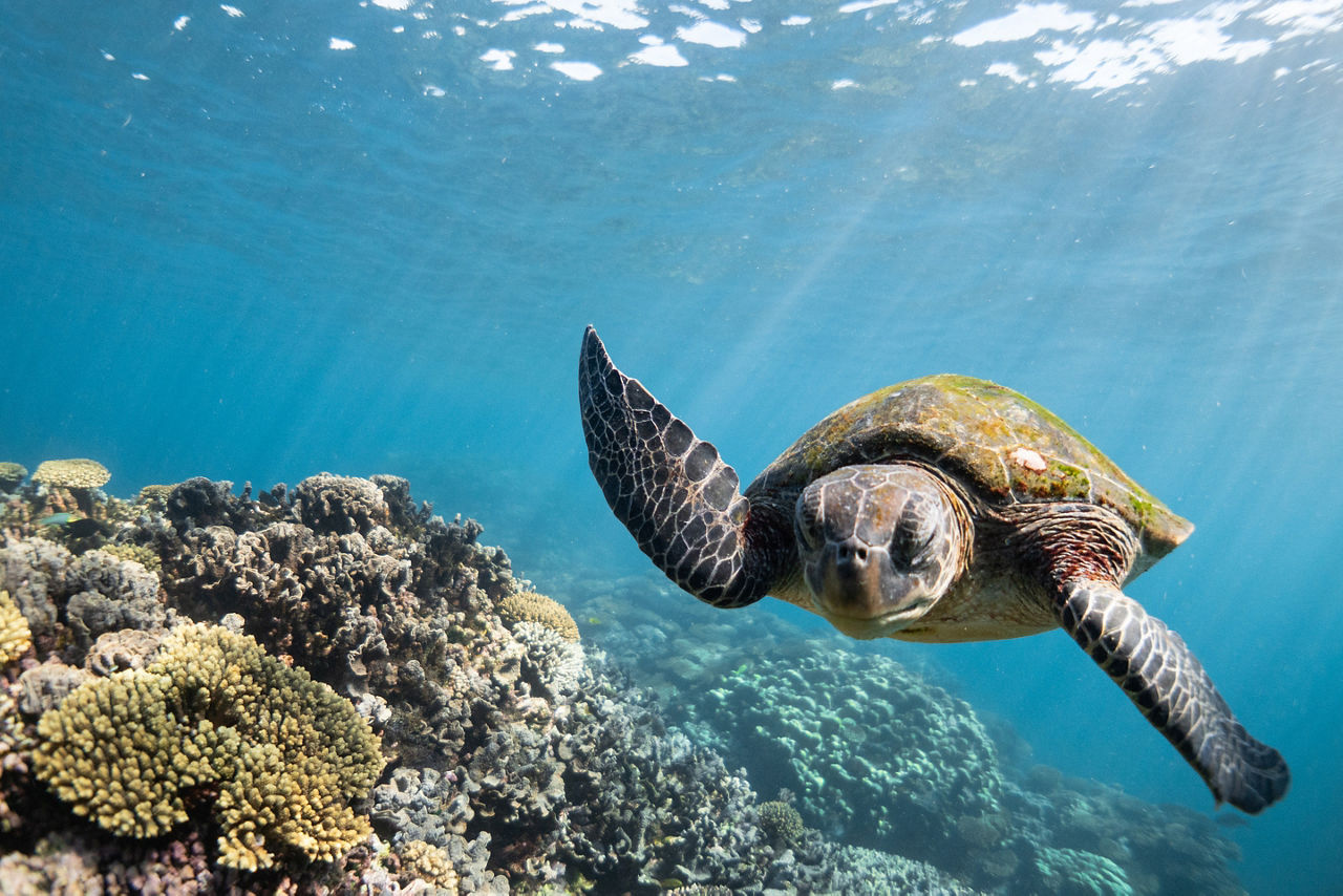 Grumpy Turtle swims over coral reef