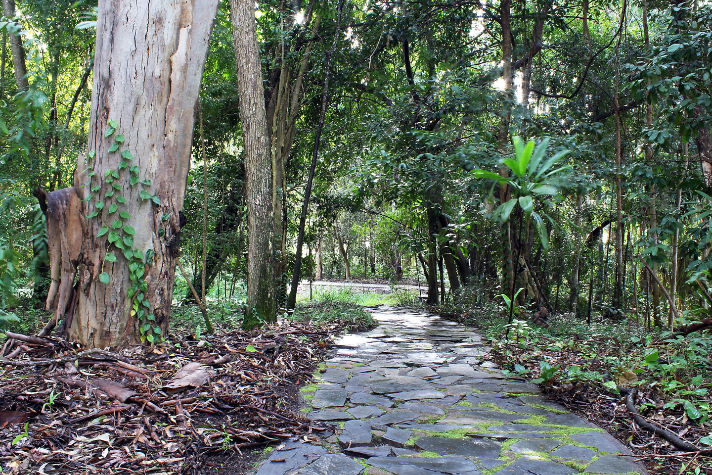 Stone garden path winds through lush trees in peaceful Botanic Gardens. - Brisbane, Australia