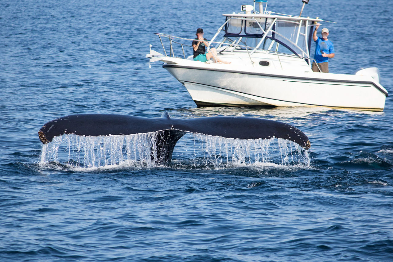  Humpback whale in the front of Whale Watching Boat near Gloucester, Massachusetts