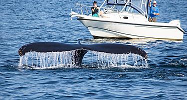  Humpback whale in the front of Whale Watching Boat near Gloucester, Massachusetts
