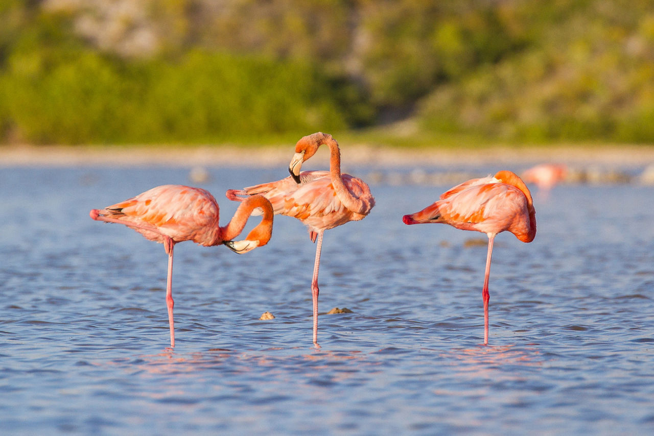 flamingos native turks caicos