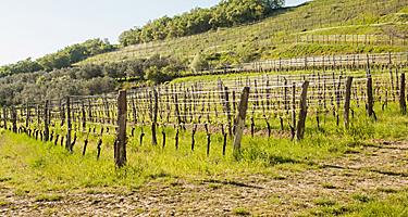 Slovenia Malvasia Wine Vineyards