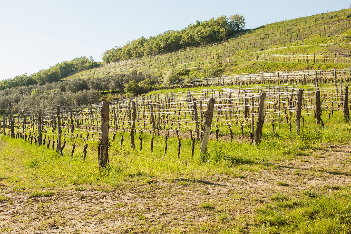 Malvasia vineyards stretch across sunlit Slovenian hills, producing the region’s signature aromatic wine. - Koper, Slovenia