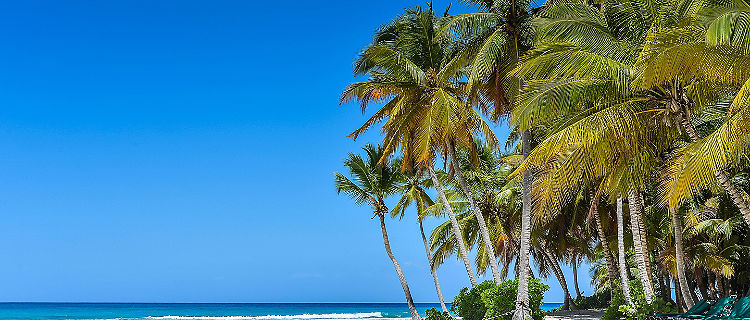 Sandy Caribbean Beach with Coconut Palm Trees and Blue Sea. Saona Island