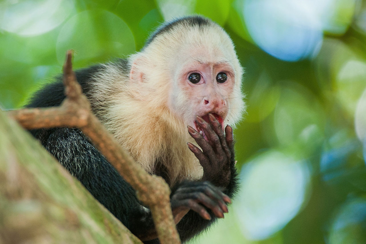 The Capuchin on a tree in Ecuadorian Jungle