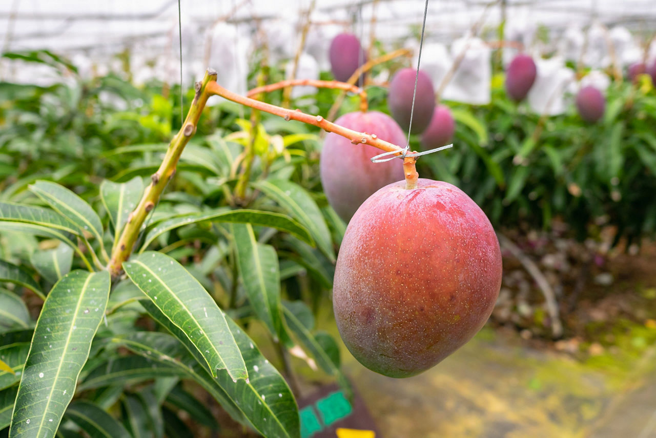 Japan Okinawa Mango Fruit Miyakojima