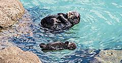 A wild mother Southern Sea Otter and newborn pup float in the water of a quiet cove, in Monterey Bay, California.