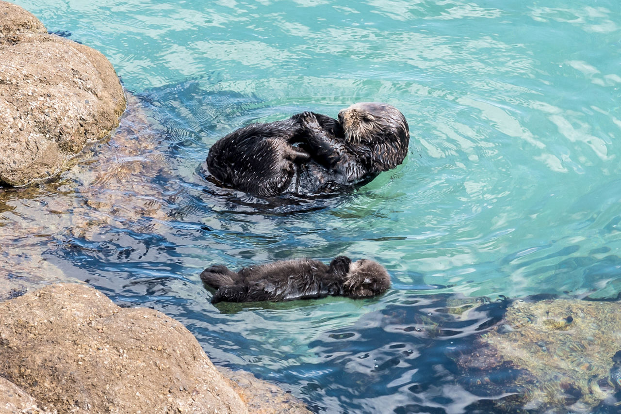 A wild mother Southern Sea Otter and newborn pup float in the water of a quiet cove, in Monterey Bay, California.