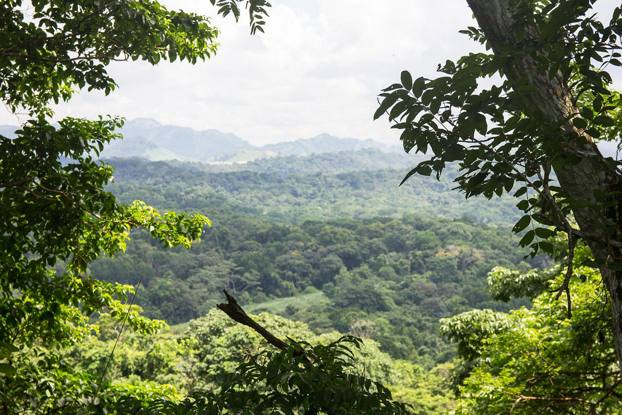 Lush vegetation at Parque Natural Metropolitano in Panama City, Panama