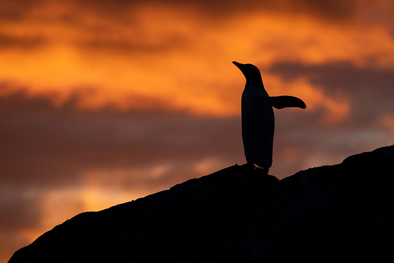 Silhouette of gentoo penguins with polar sunset.