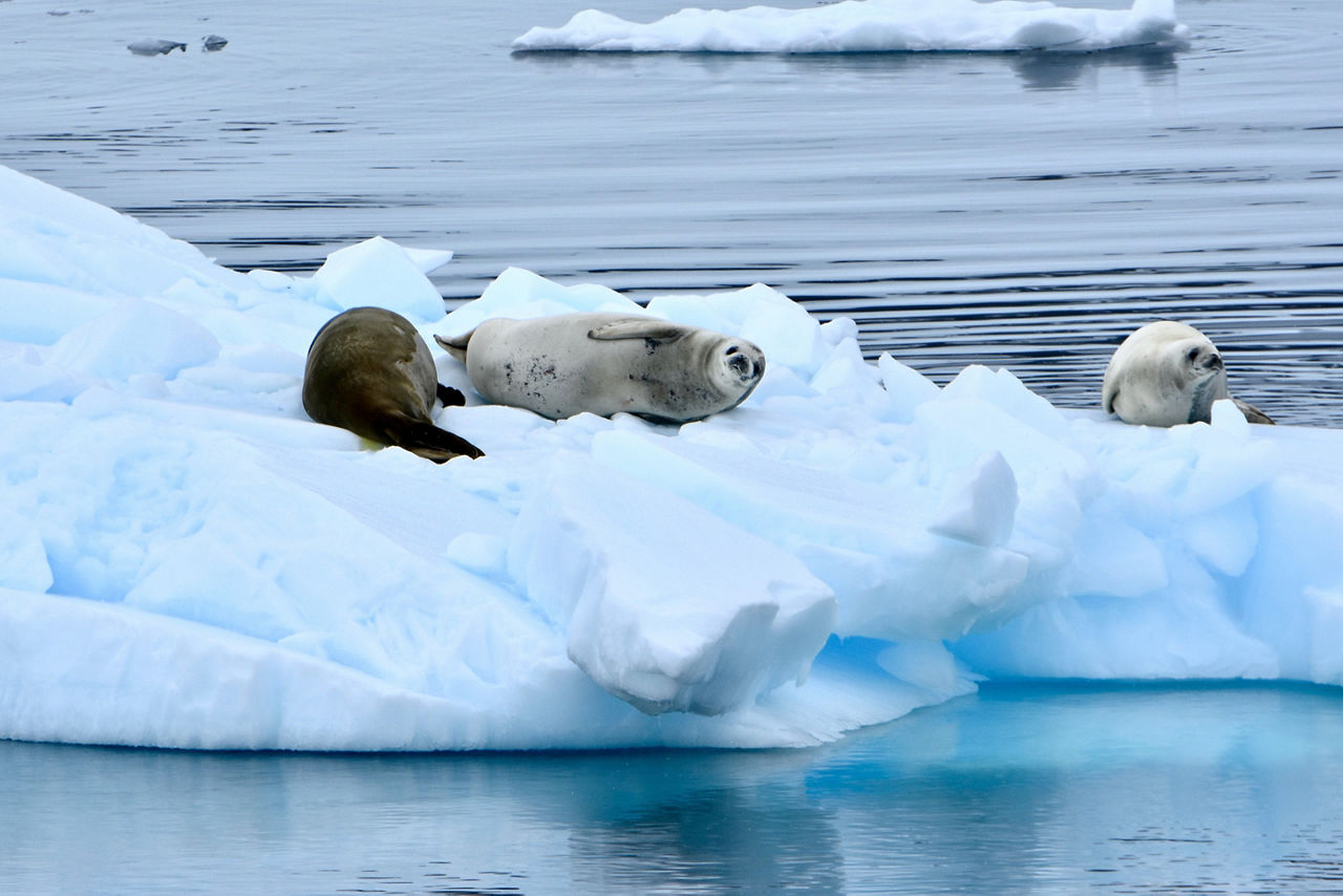 Seals lounging on ice in the Errera Channel, Antarctica