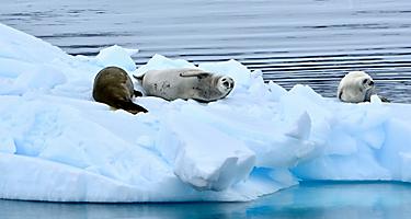 Seals lounging on ice in the Errera Channel, Antarctica