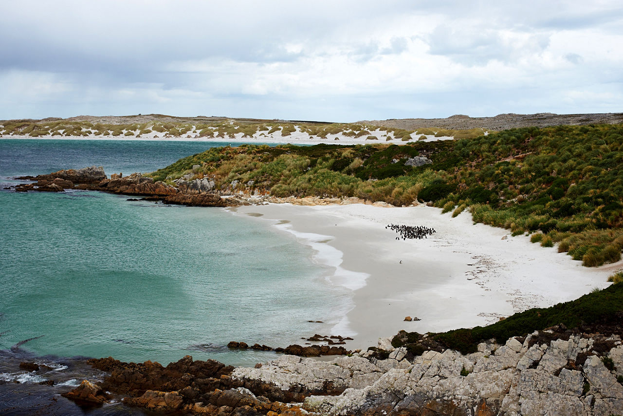 Curved sandy beach of Gypsy Cove in the Falkland Islands.