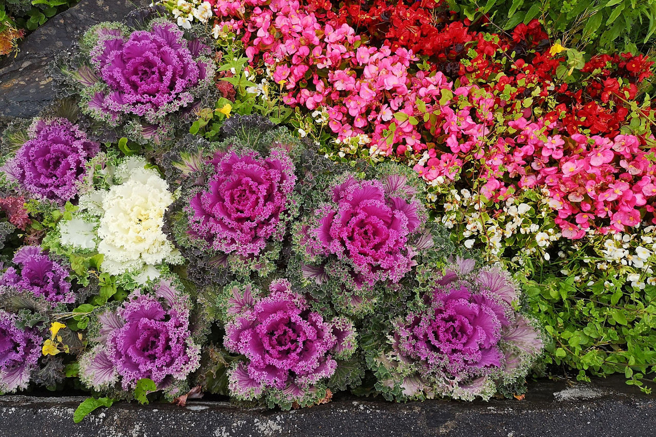 Beautiful Flowers Colourful Garden Prince Rupert British Columbia