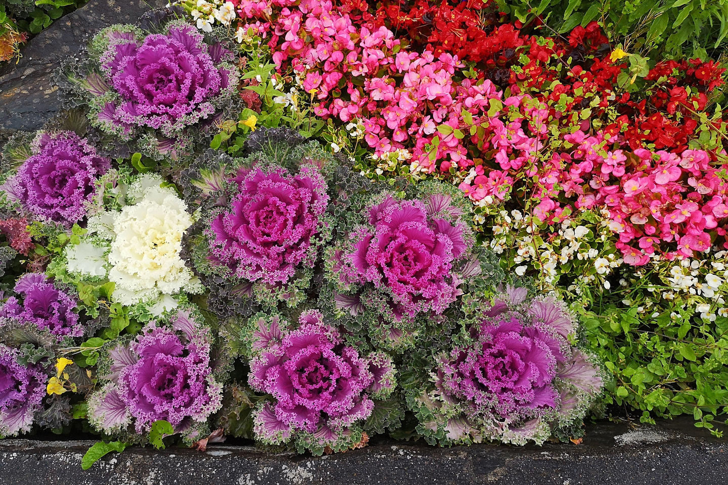 Bright flowers bloom in Sunken Gardens Park. - Prince Rupert, British Columbia