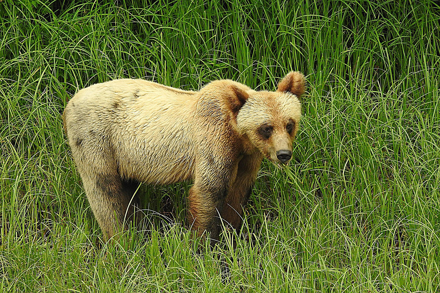 Grizzly bear standing in grass at Khutzeymateen Sanctuary. - Prince Rupert, British Columbia