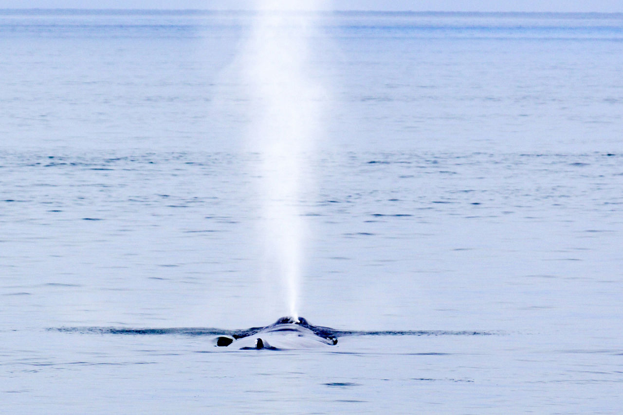 Humpback Geyser Whale Spout Looks Like at Prince Rupert British Columbia