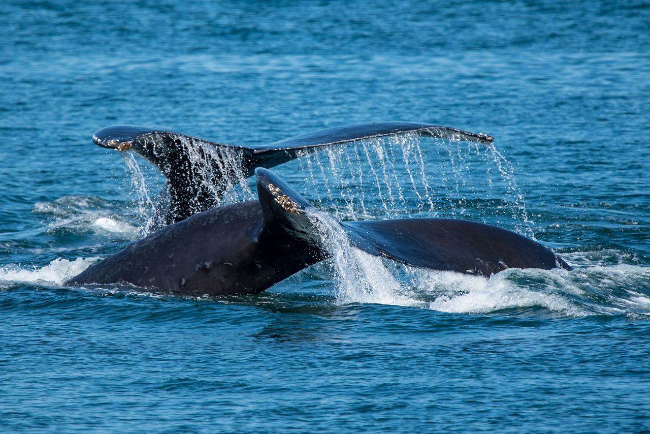 Pair Humpback Whales Feeding Near Prince Rupert British Columbia