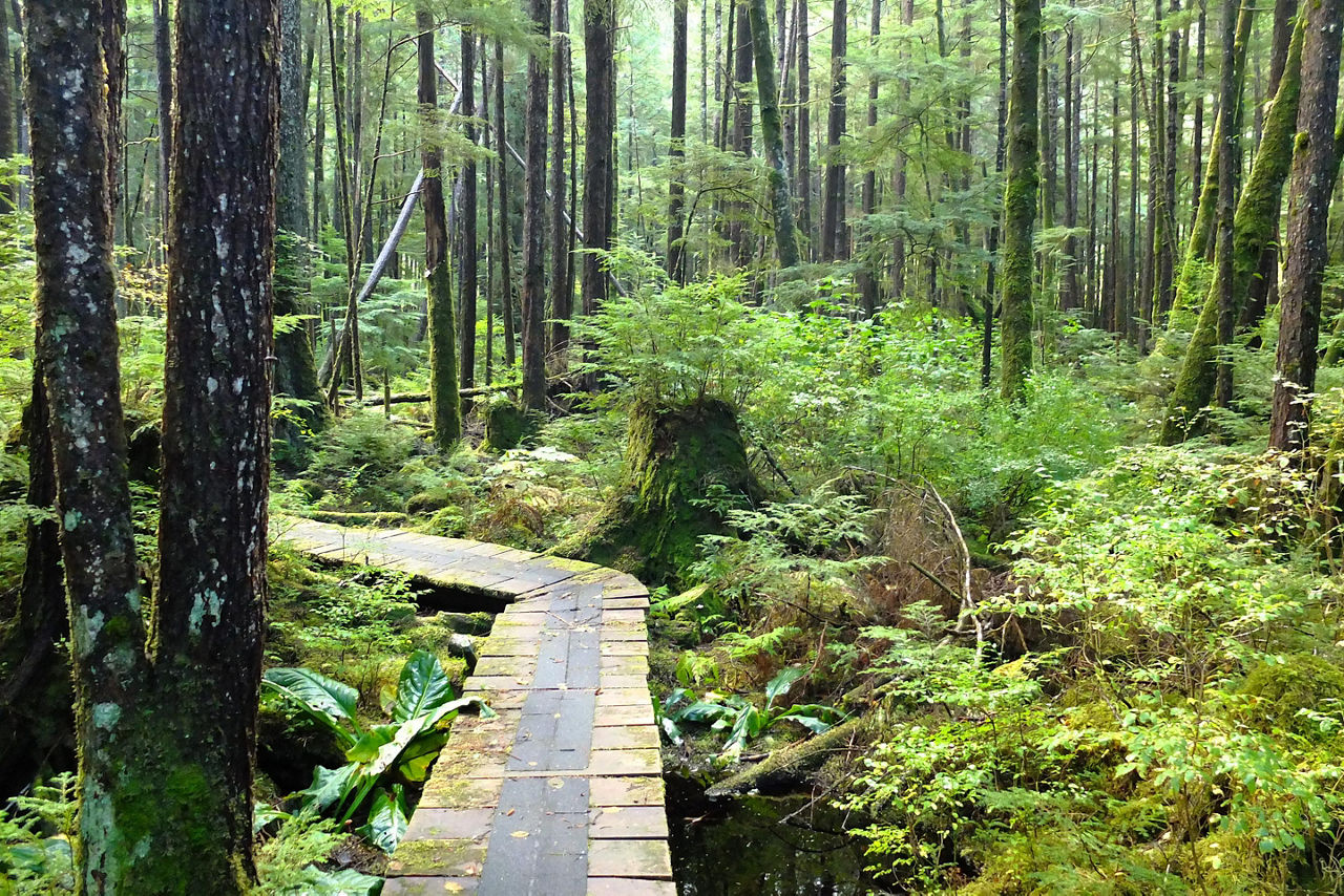 Walk Through Rainforest Prince Rupert British Columbia