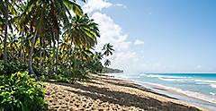 Dominican Republic Puerto Plata Beach Palm Trees