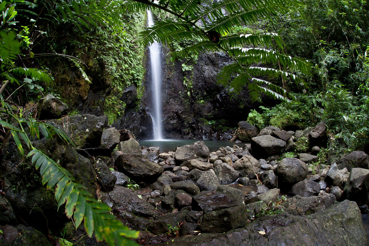 Fresh rainwater flows through a pristine rainforest on the island of Raiatea in French Polynesia