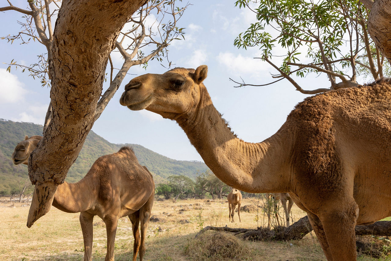 Camels roaming in Wadi Darbat in the Dhofar region of Oman near Salalah